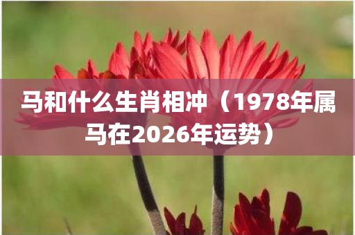 马和什么生肖相冲（1978年属马在2026年运势）
