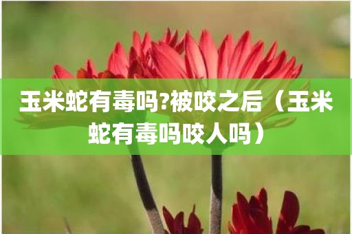 玉米蛇有毒吗?被咬之后（玉米蛇有毒吗咬人吗）