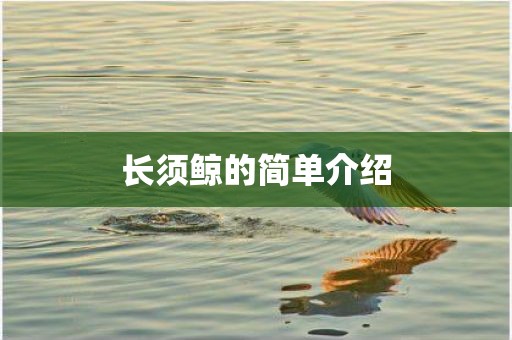 长须鲸的简单介绍