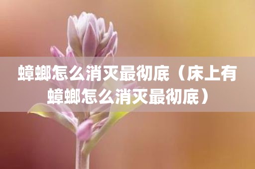 蟑螂怎么消灭最彻底(床上有蟑螂怎么消灭最彻底)