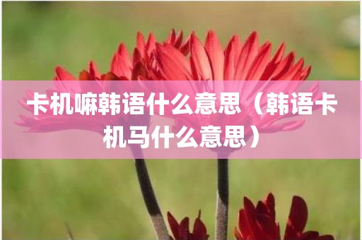 卡机嘛韩语什么意思(韩语卡机马什么意思) 卡机嘛韩语什么意思(韩语卡机马什么意思)