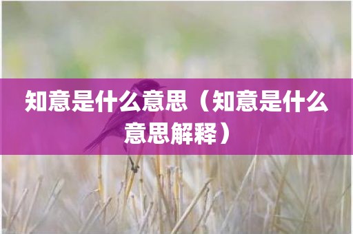 知意是什么意思（知意是什么意思解释）