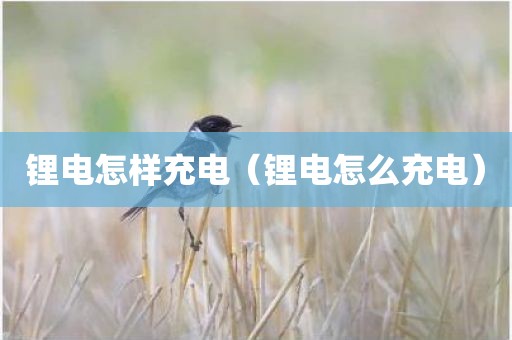 锂电怎样充电（锂电怎么充电）