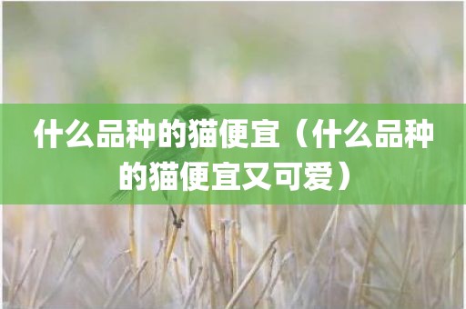 什么品种的猫便宜（什么品种的猫便宜又可爱）