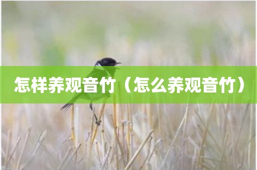 怎样养观音竹（怎么养观音竹）