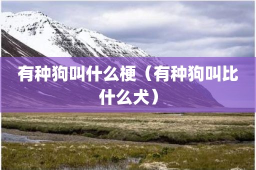 有种狗叫什么梗（有种狗叫比什么犬）