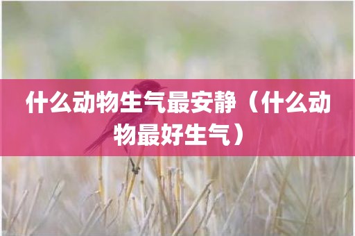 什么动物生气最安静（什么动物最好生气）