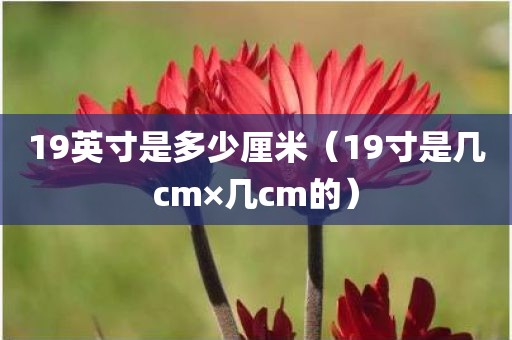 19英寸是多少厘米（19寸是几cm×几cm的）