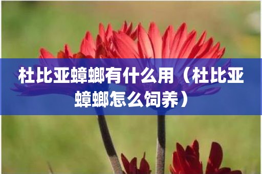 杜比亚蟑螂有什么用（杜比亚蟑螂怎么饲养）