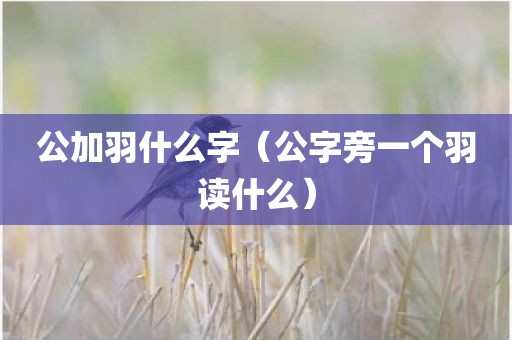 公加羽什么字（公字旁一个羽读什么）