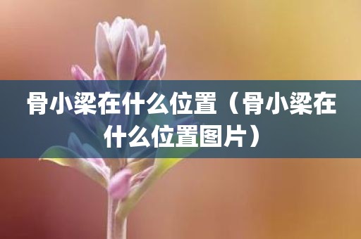 骨小梁在什么位置（骨小梁在什么位置图片）