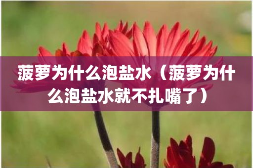 菠萝为什么泡盐水（菠萝为什么泡盐水就不扎嘴了）