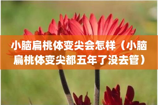 小脑扁桃体变尖会怎样（小脑扁桃体变尖都五年了没去管）
