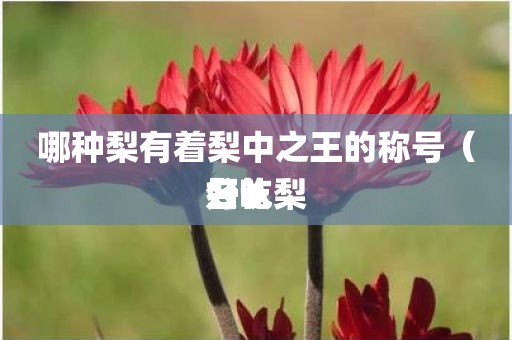 哪种梨有着梨中之王的称号（公认好吃梨名）