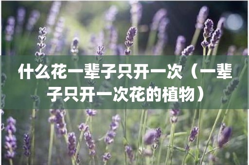 什么花一辈子只开一次（一辈子只开一次花的植物）