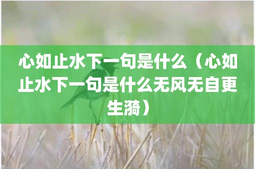 心如止水下一句是什么（心如止水下一句是什么无风无自更生漪）