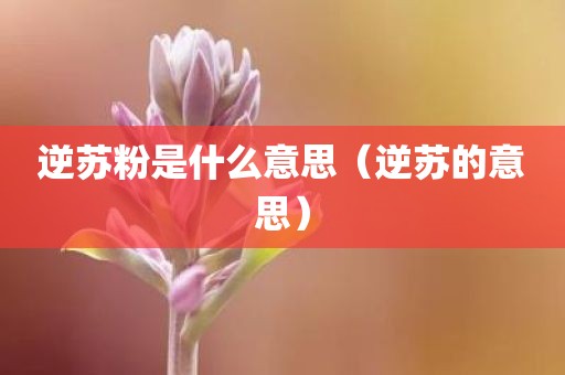 逆苏粉是什么意思（逆苏的意思）