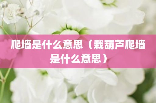 爬墙是什么意思(栽葫芦爬墙是什么意思)
