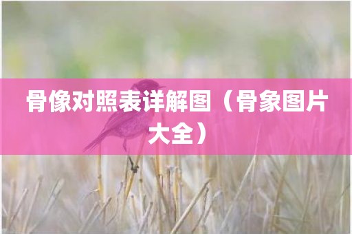 骨像对照表详解图（骨象图片大全）
