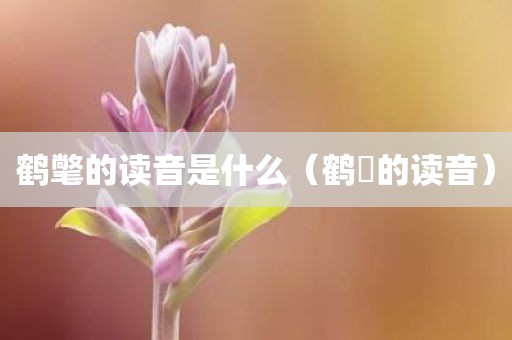 鹤氅的读音是什么（鹤翾的读音）