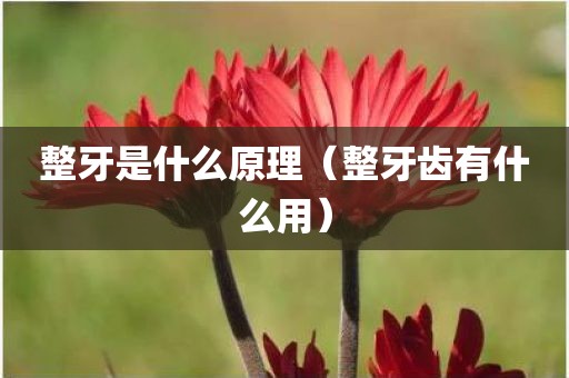 整牙是什么原理（整牙齿有什么用）