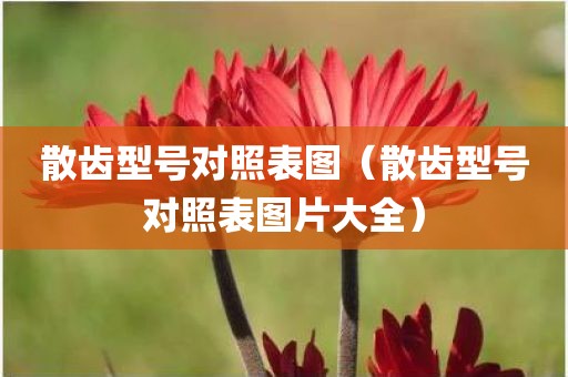 散齿型号对照表图（散齿型号对照表图片大全）