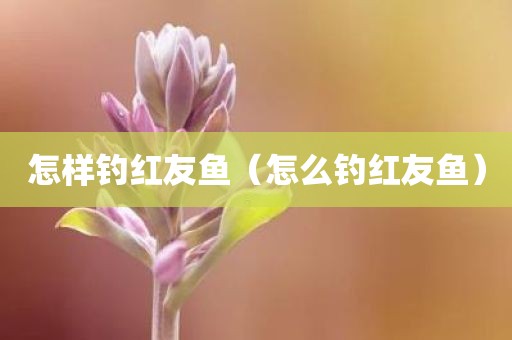 怎样钓红友鱼（怎么钓红友鱼）