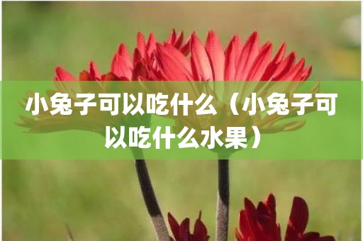 小兔子可以吃什么（小兔子可以吃什么水果）