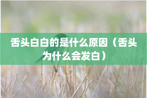 舌头白白的是什么原因（舌头为什么会发白）