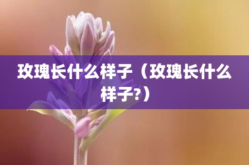 玫瑰长什么样子（玫瑰长什么样子?）