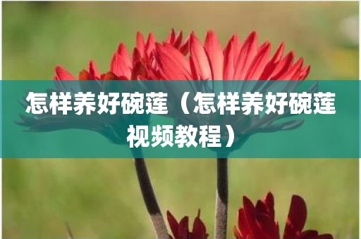 怎样养好碗莲（怎样养好碗莲视频教程）