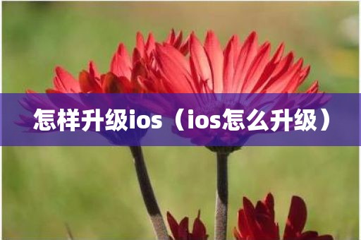 怎样升级ios（ios怎么升级）