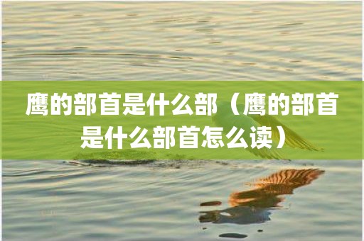 鹰的部首是什么部（鹰的部首是什么部首怎么读）