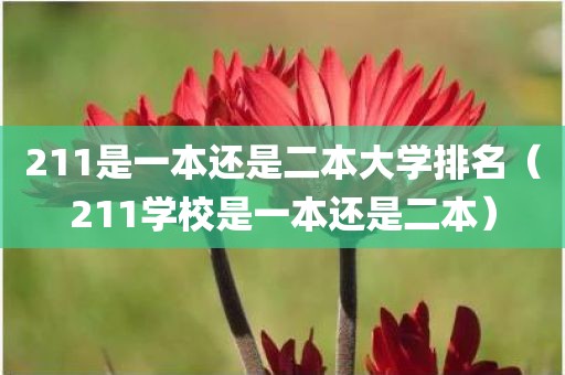 211是一本还是二本大学排名（211学校是一本还是二本）