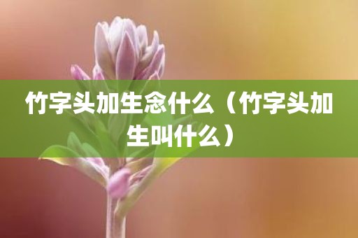 竹字头加生念什么（竹字头加生叫什么）