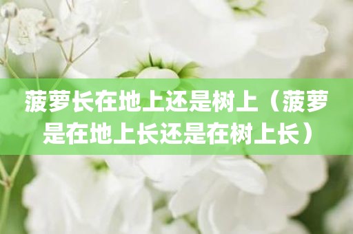 菠萝长在地上还是树上（菠萝是在地上长还是在树上长）
