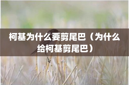 柯基为什么要剪尾巴（为什么给柯基剪尾巴）