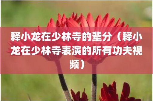 释小龙在少林寺的辈分（释小龙在少林寺表演的所有功夫视频）