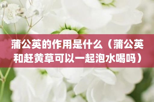 蒲公英的作用是什么(蒲公英和赶黄草可以一起泡水喝吗)
