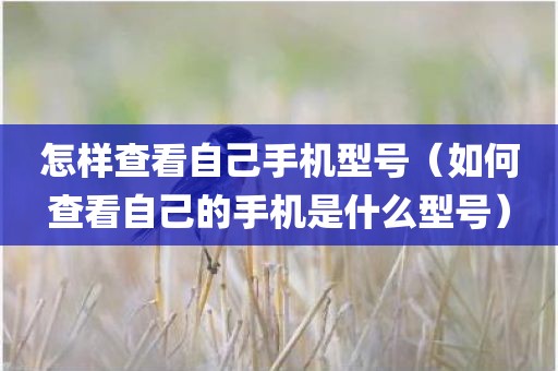 怎样查看自己手机型号（如何查看自己的手机是什么型号）