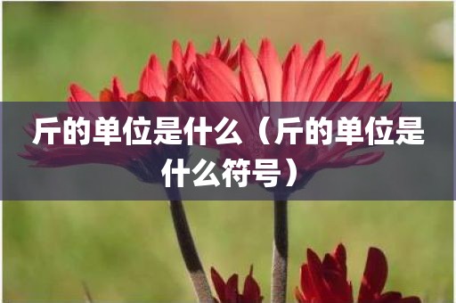 斤的单位是什么（斤的单位是什么符号）