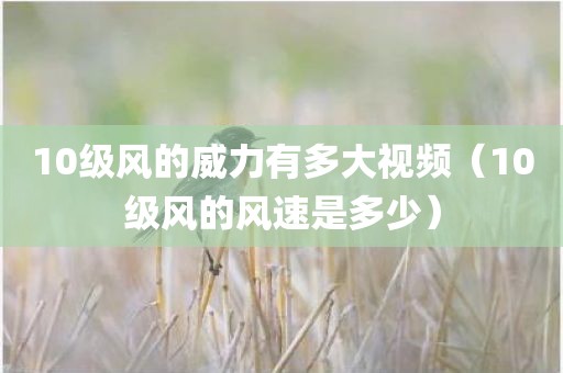 10级风的威力有多大视频（10级风的风速是多少）