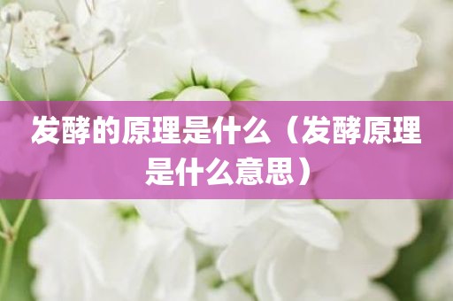 发酵的原理是什么（发酵原理是什么意思）