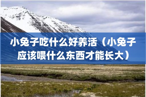 小兔子吃什么好养活（小兔子应该喂什么东西才能长大）