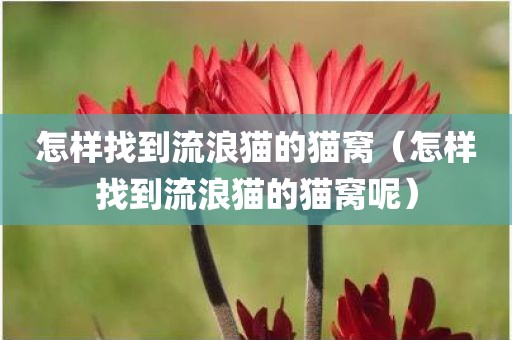 怎样找到流浪猫的猫窝（怎样找到流浪猫的猫窝呢）
