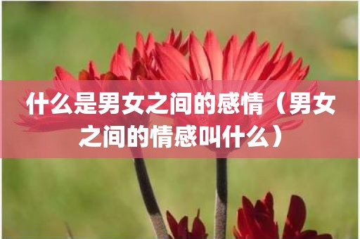 什么是男女之间的感情（男女之间的情感叫什么）