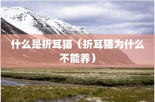 什么是折耳猫（折耳猫为什么不能养）