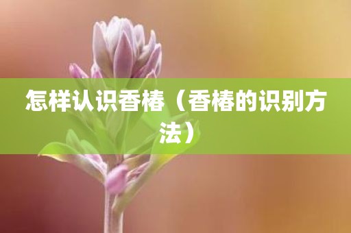 怎样认识香椿（香椿的识别方法）