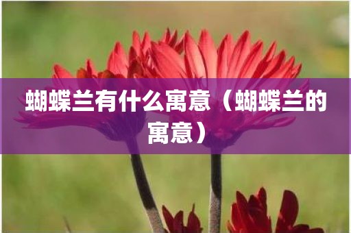 蝴蝶兰有什么寓意（蝴蝶兰的寓意）