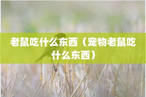 老鼠吃什么东西（宠物老鼠吃什么东西）